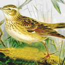 L’Alouette lulu – Lullula arborea