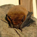   La Pipistrelle commune – Pipistrellus pipistrellus