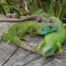 Le Lézard vert – Lacerta bilineata