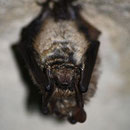  Le Vespertilion à oreilles échancrées – Myotis emarginatus