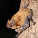 Le Noctule de Leisler – Nyctalus leisleri