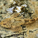 Le Chabot – Cottus gobio