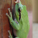  La Rainette méridionale – Hyla meridionalis