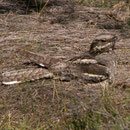  L’Engoulevent d’Europe – Caprimulgus europaeus