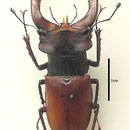  Le Lucane Cerf-volant – Lucanus cervus