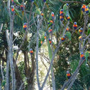 Tweed Heads