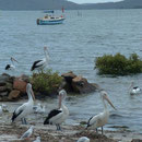 Aan de Nelson Bay