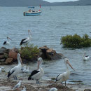 Nelson Bay