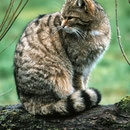 Wildkatze © Rolf Bräsecke