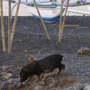 et le petit cochon qui nous passe devant..
