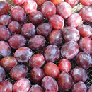Prunes d'ente pour pruneaux d'Agen