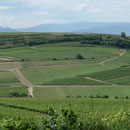 Blick in die Weinberge