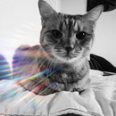 Pino