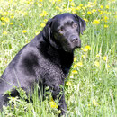 Moritz