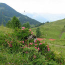 Almrauschblühen Pastaualm