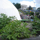 Maidan-Bewohner haben in früheren Blumenbeeten auf dem zentralen Platz der ukrainischen Hauptstadt Kartoffeln gepflanzt. Foto: Stefan Korinth