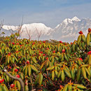 © Christoph Haas / Makalu 2010; Unterwegs über die ersten hohen Pässe Keke La, Shipton La und Tutu La ins Tal des Barun Khola.