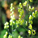 Ein Wolfs-Eisenhut (Aconitum lycoctonum), auch Gelber Eisenhut, oder - je nach Unterart - Fuchs-Eisenhut genannt.