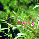Eine Platterbse (Lathyrus).