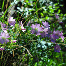 Eine Wegmalve (Malva neglecta) am abwechslungsreichen, steilen Weg durchs Vall de Cregüeña ...