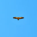 ... und den wollen wir ja lieber nicht füttern, auch wenn die Gänsegeier hier nicht ganz Condor-Größe haben.