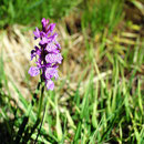Auf dieser kleinen, sumpfigen Ebene blüht ein fleischfarbenes Knabenkraut (Dactylorhiza incarnata) während ...