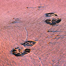 Spur am Strand von Hlö∂uvík. (Für Outdoorfetischisten: Die Spur eines Montrail Morain AT ;-))