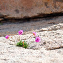 Eine Grasnelke (Armeria) ...