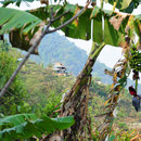 © Christoph Haas / Makalu 2010; Abstieg von der Ortschaft Num zum Arun.