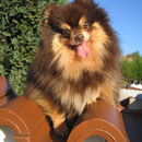 Farbe: Chocolate&Tan, Name: Natascha von der Arnold's Eiche