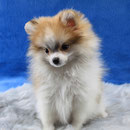 Dolly von der Arnold's Eiche