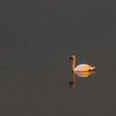 Schlaitz - Schwan