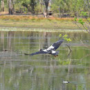 Magpie-Gans