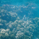 Unterwasserwelt des Ningaloo-Riffs