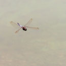 Schlaitz - Spitzenfleck im Flug