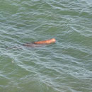 Dugong