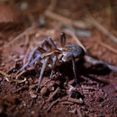 Spinne