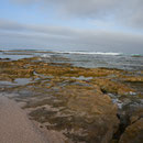 Kalbarri NP
