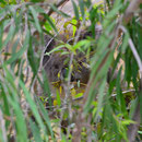 Wer versteckt sich da?