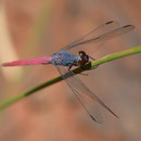 Libelle