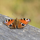  Tagpfauenauge - Nationalpark Harz