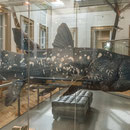 Stuttgart - Naturkundemuseum - Schloss Rosenstein - Quastenflosser