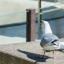 abgestaubt - dreister Fischdieb
