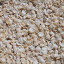 Shell Beach