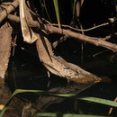 Süßwasserkrokodil