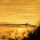 Schlaitz - Biber im Sonnenuntergang