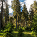 Nationalpark Harz