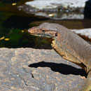 Wasseraran