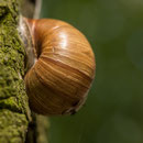 Weinbergschnecke - Nazza