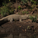 Süßwasserkrokodil